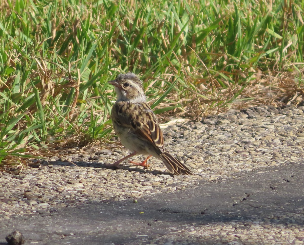 Clay-colored Sparrow - ML622058446