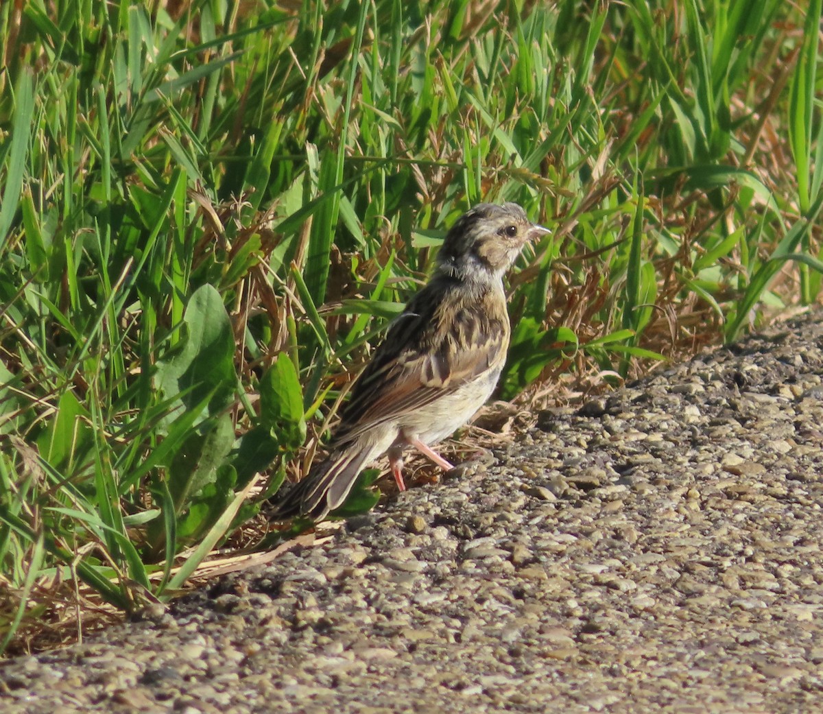 Clay-colored Sparrow - ML622058447