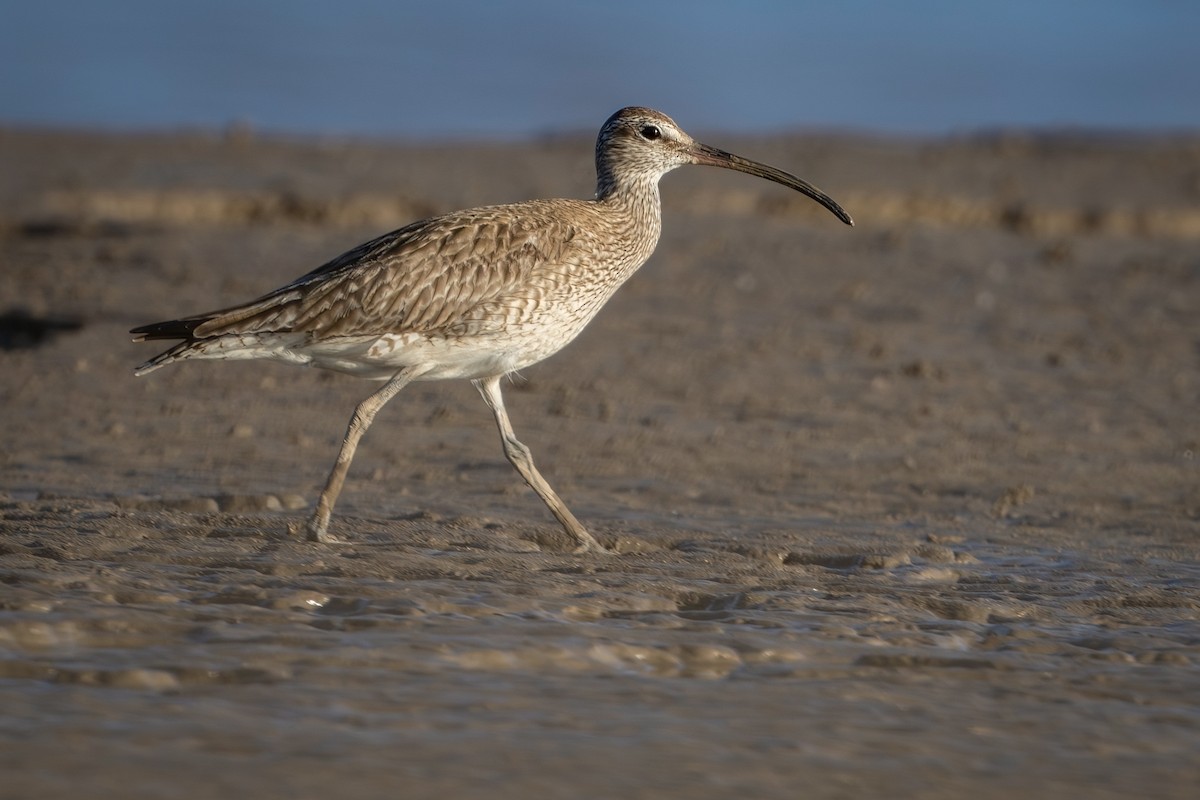 Whimbrel - ML622058448