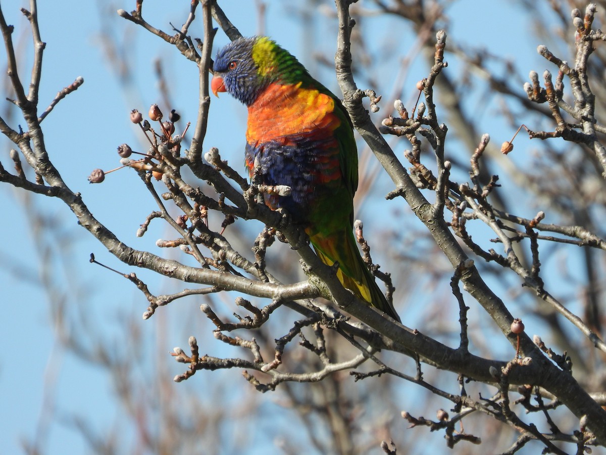 Rainbow Lorikeet - ML622058450