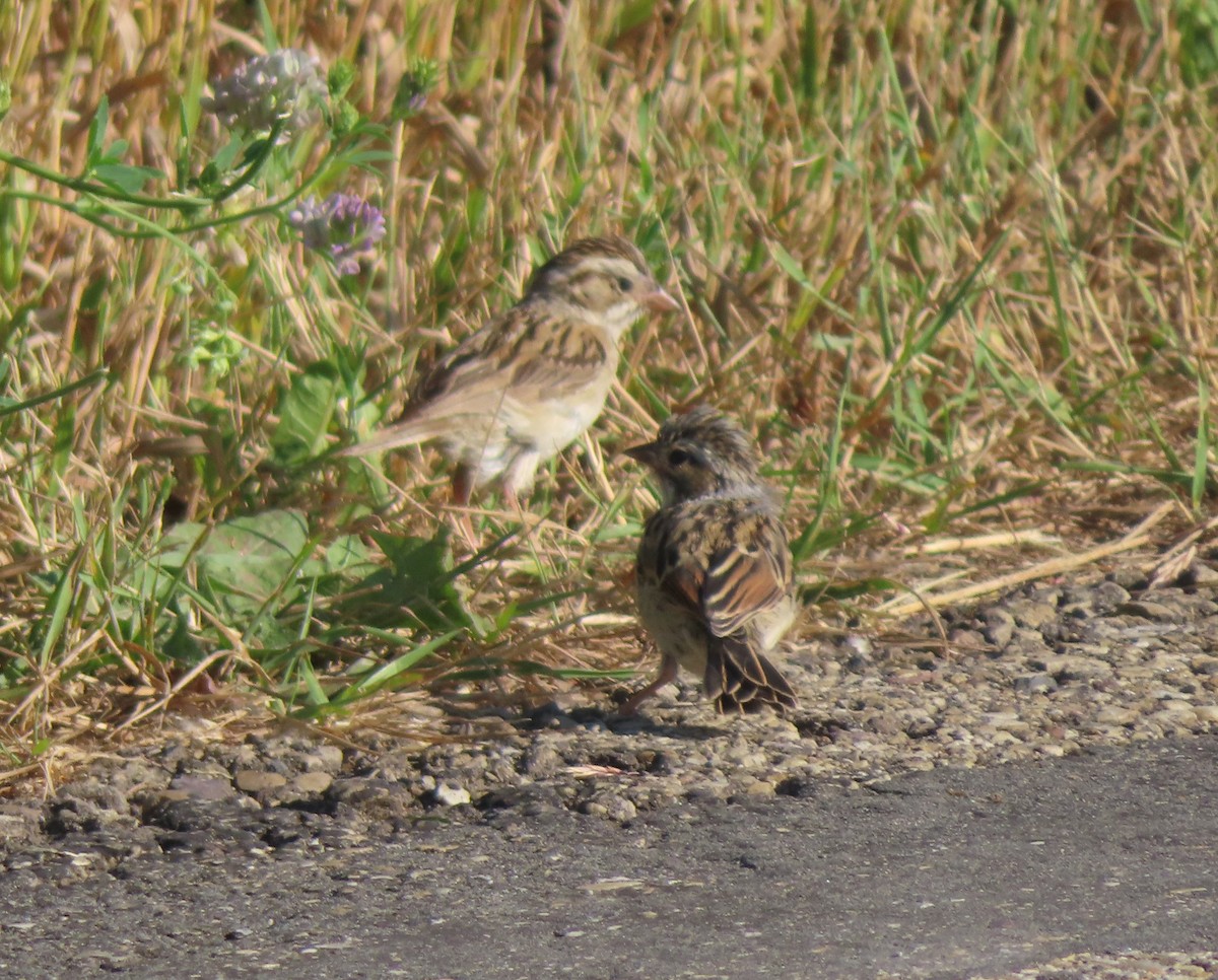 Clay-colored Sparrow - ML622058451