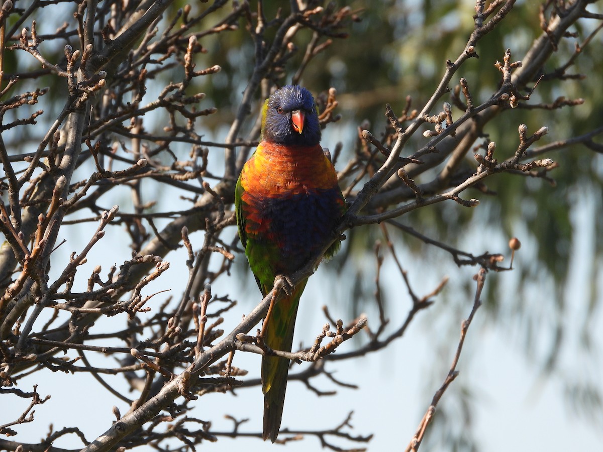 Rainbow Lorikeet - ML622058452