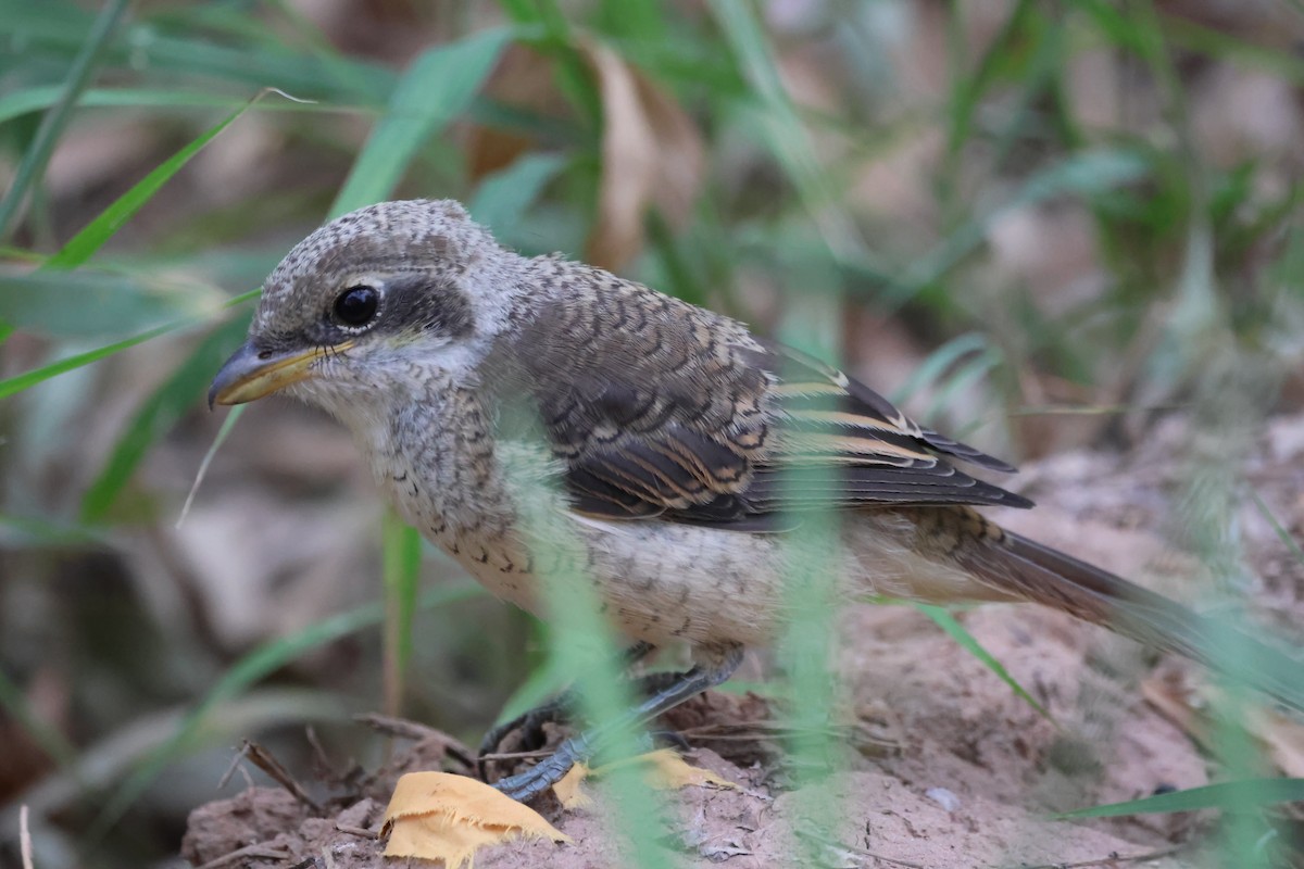 Brown Shrike - Oscar T.C.