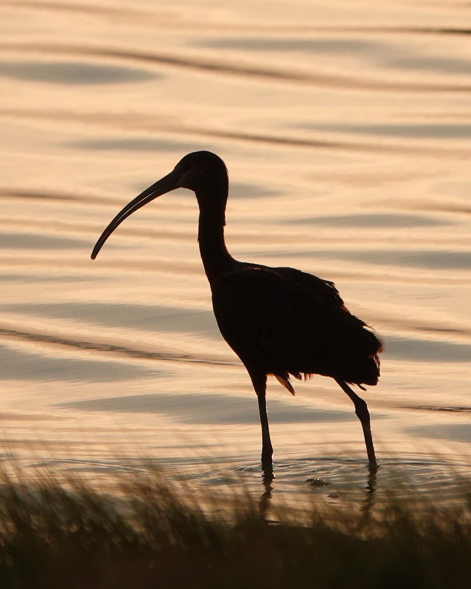 White-faced Ibis - Diane Drobka