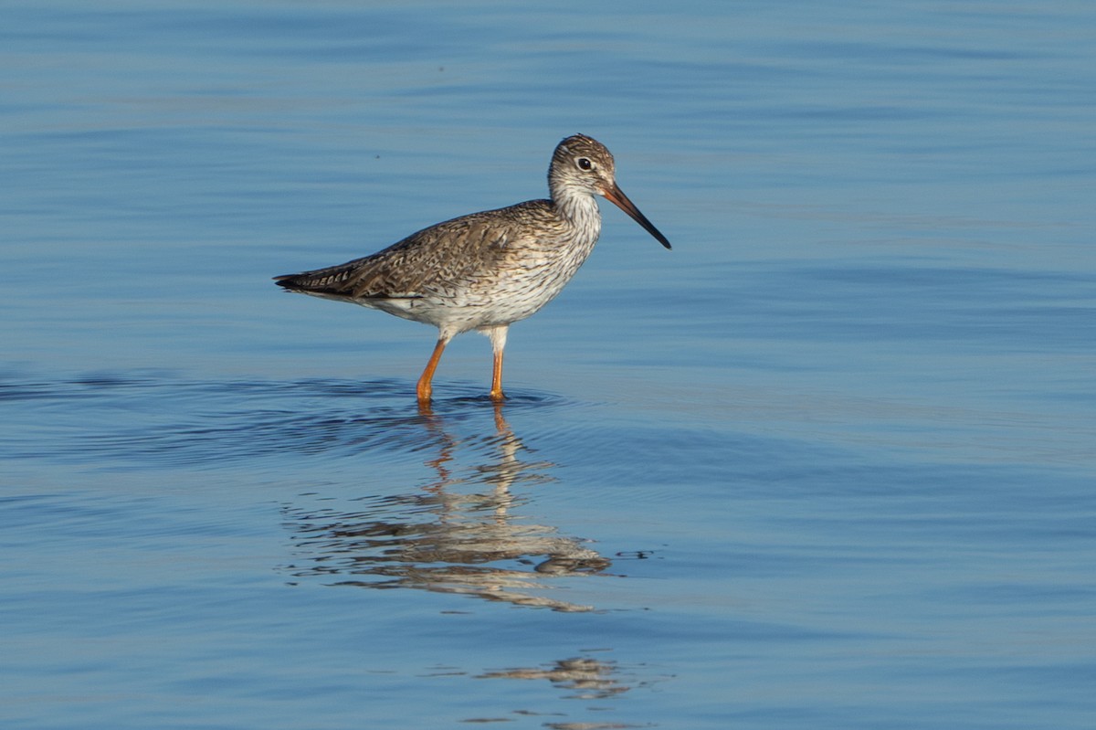 Common Redshank - ML622058455