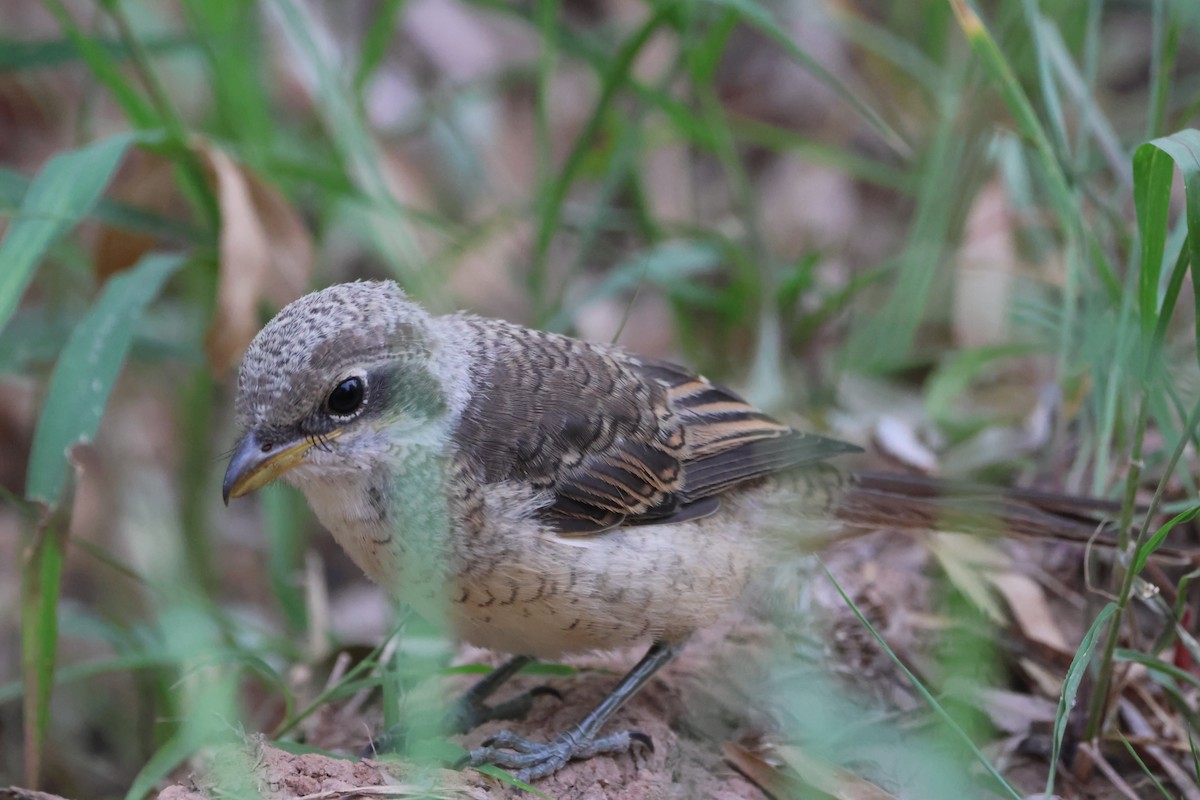 Brown Shrike - Oscar T.C.