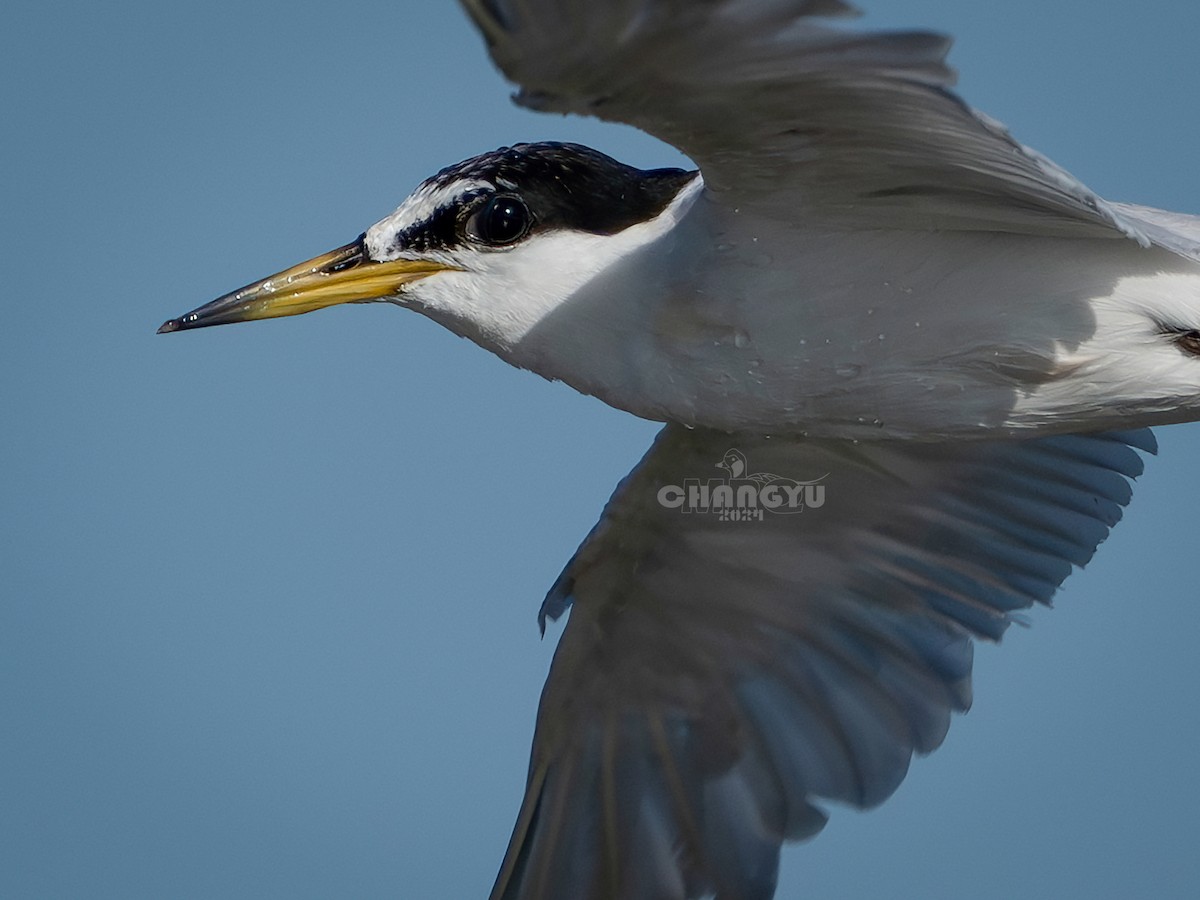 Little Tern - ML622058458