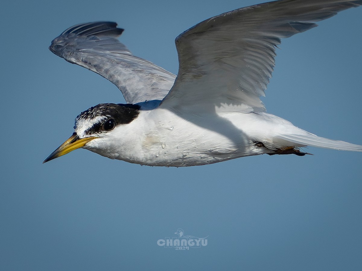 Little Tern - ML622058459