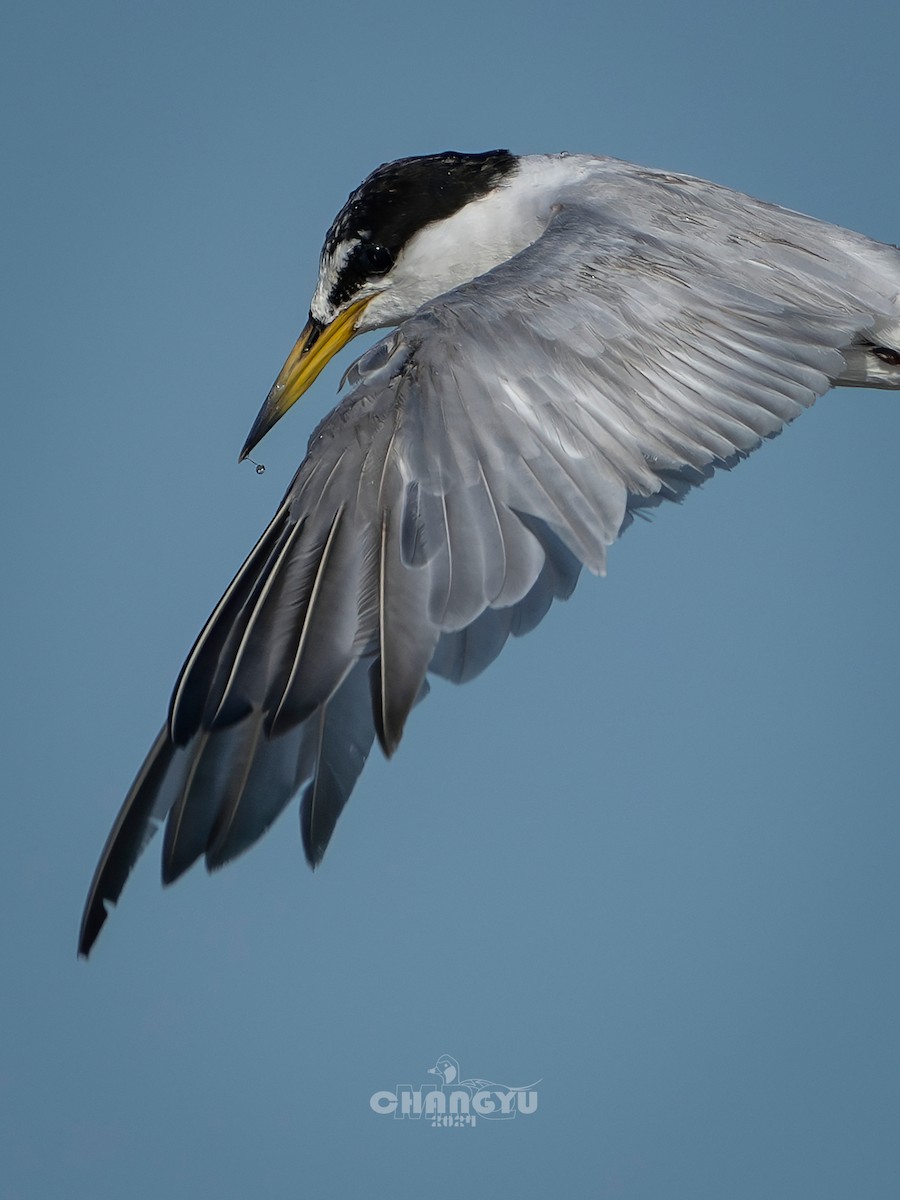 Little Tern - ML622058460