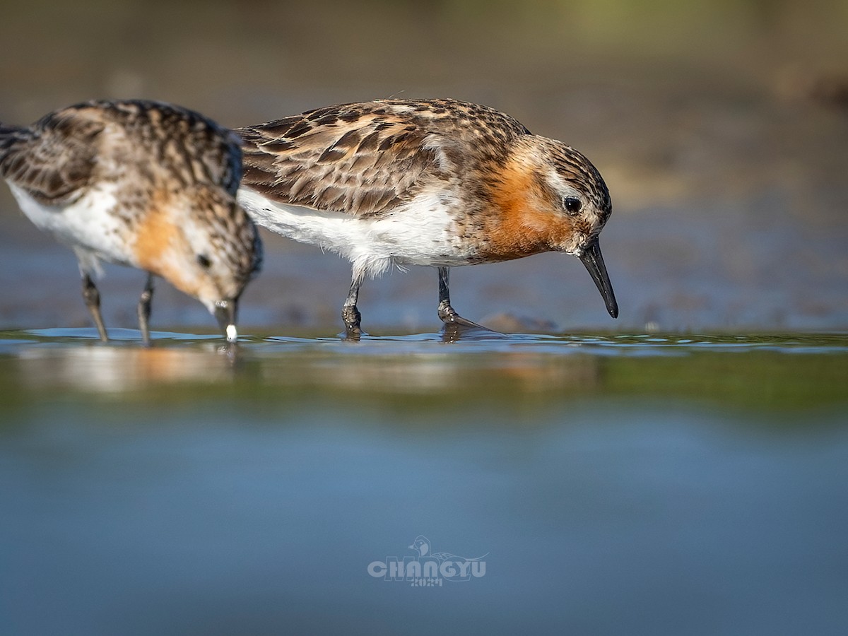 Red-necked Stint - ML622058461