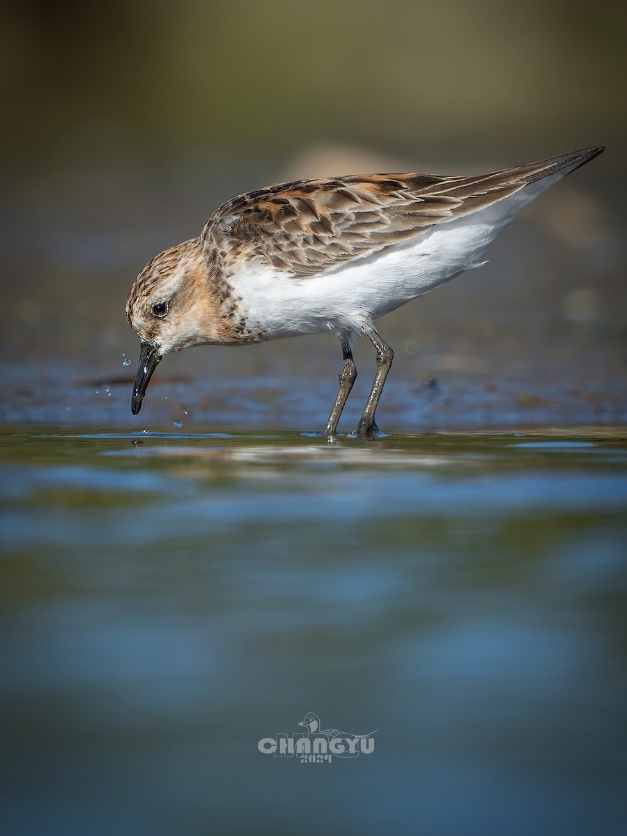 Red-necked Stint - ML622058462