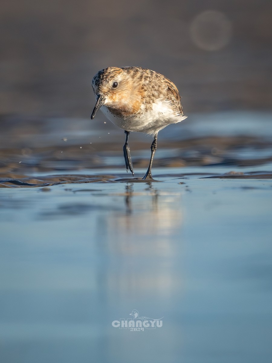 Red-necked Stint - ML622058463