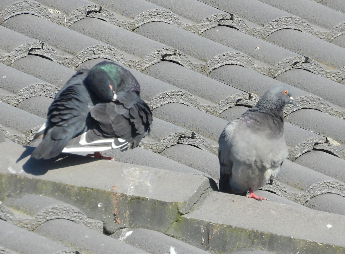 Pigeon biset (forme domestique) - ML622058464