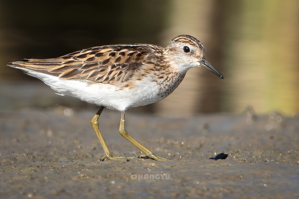 Long-toed Stint - ML622058465