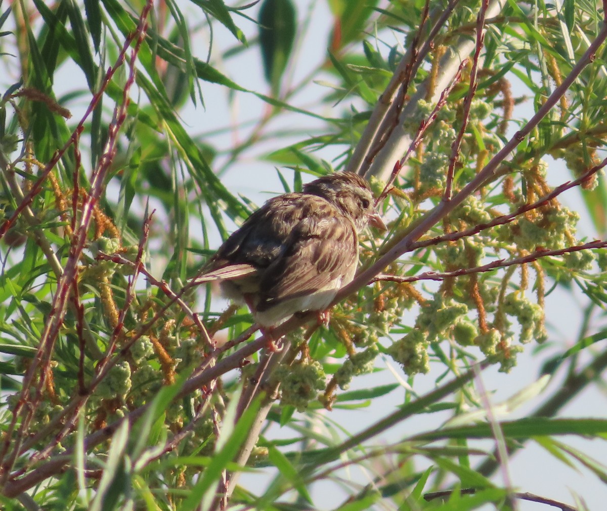 Song Sparrow - ML622058466