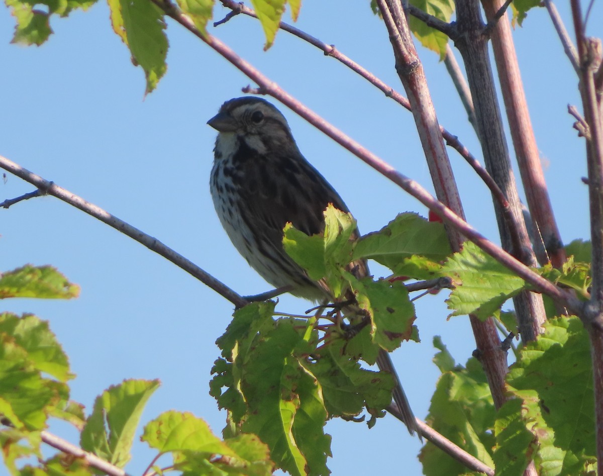 Song Sparrow - ML622058467