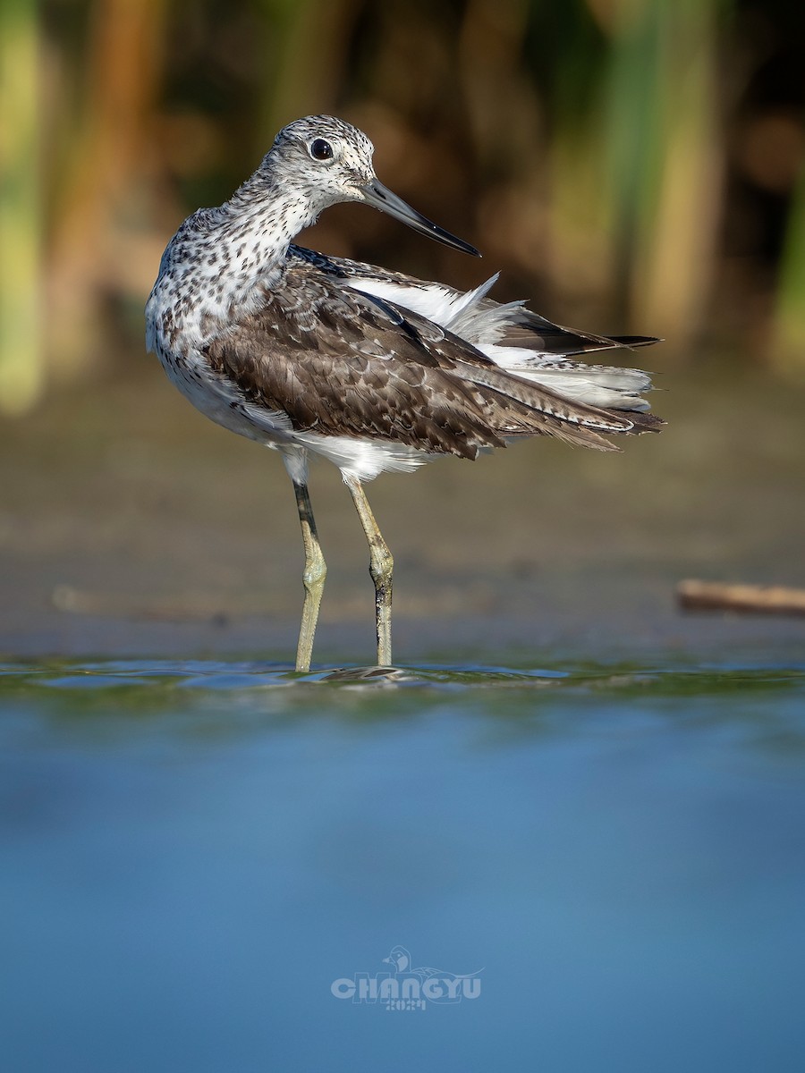 Common Greenshank - ML622058468