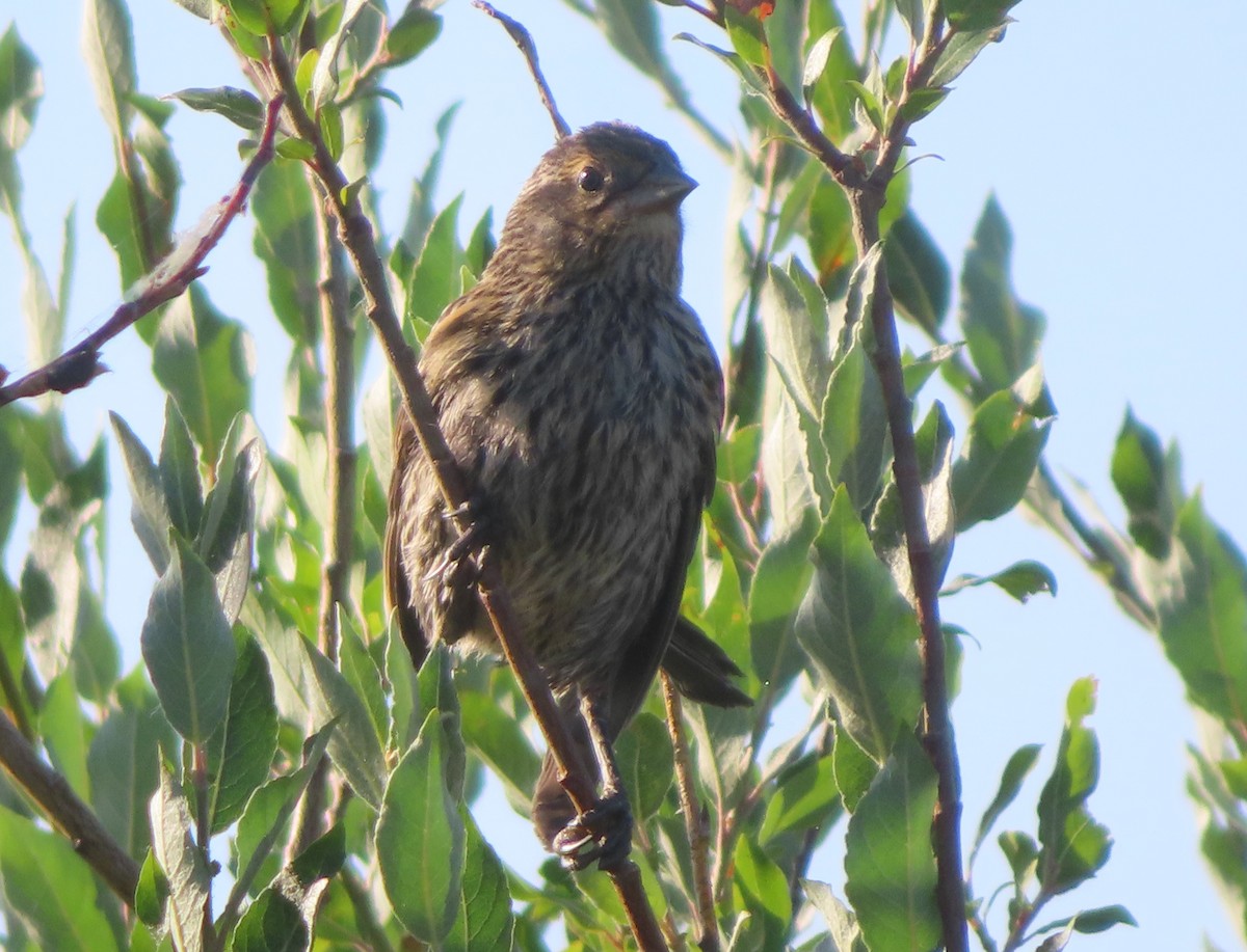 Red-winged Blackbird - ML622058469