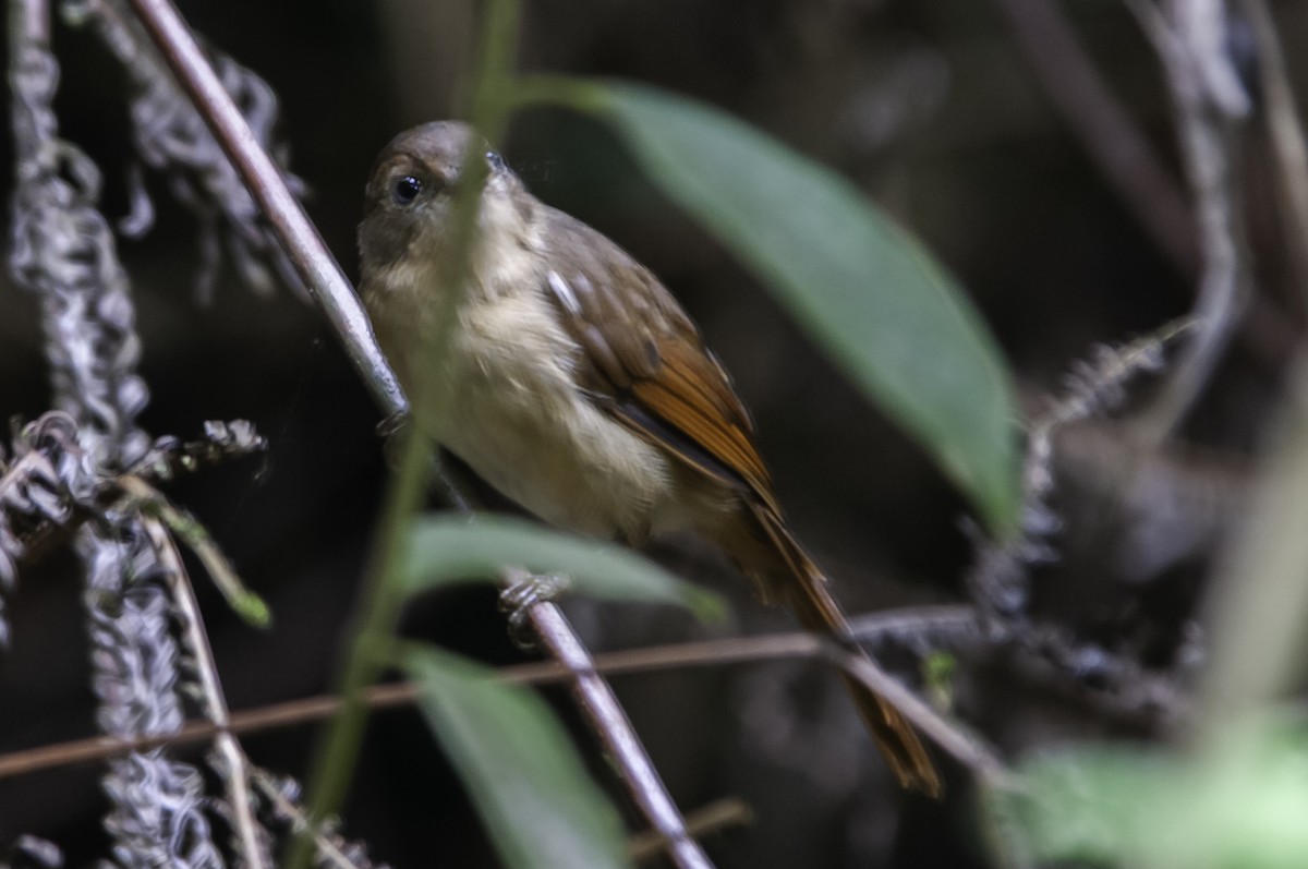 Javan Fulvetta - ML622058470