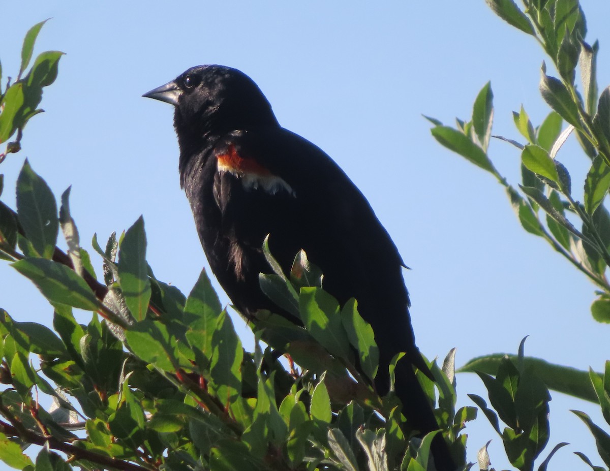 Red-winged Blackbird - ML622058471
