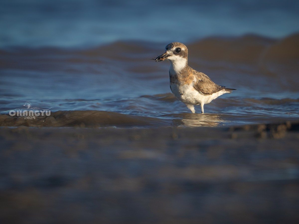 Greater Sand-Plover - 长御 MRQ