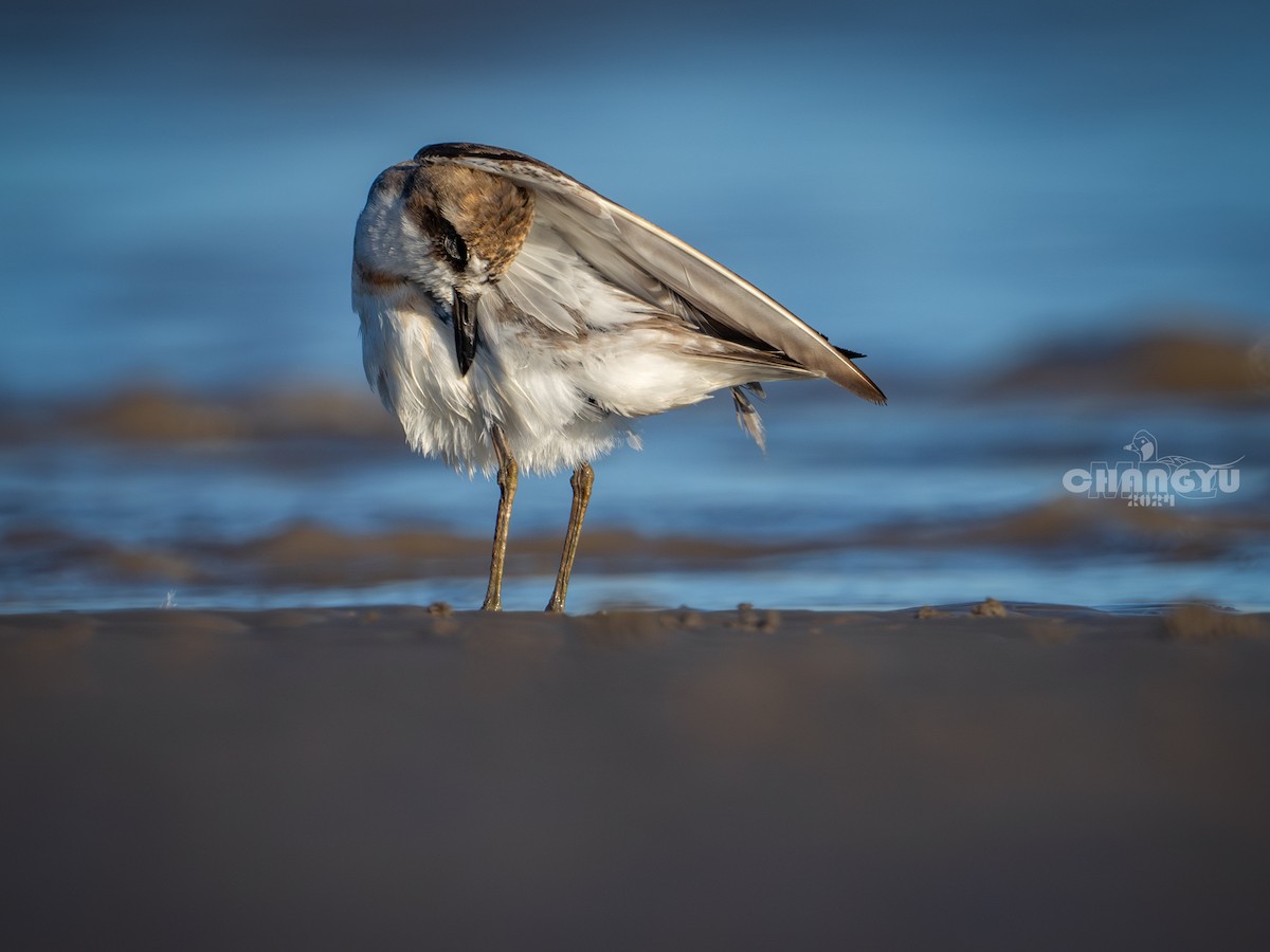 Greater Sand-Plover - ML622058478