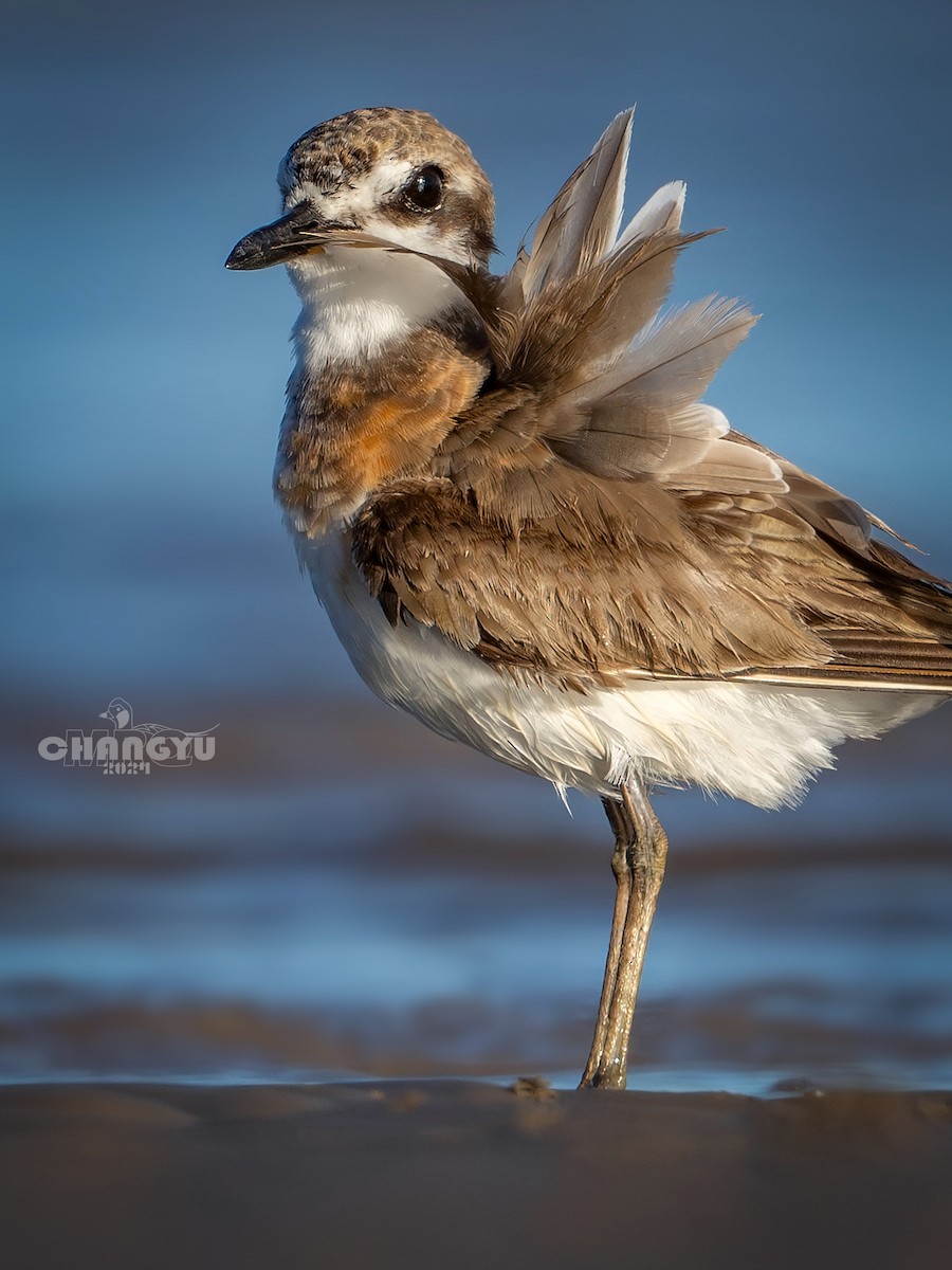 Greater Sand-Plover - 长御 MRQ