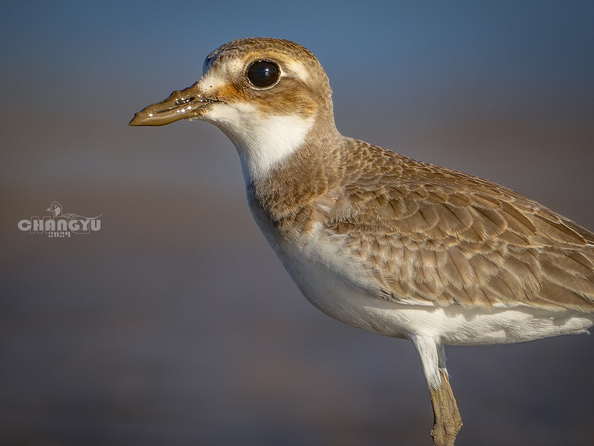 Greater Sand-Plover - ML622058480