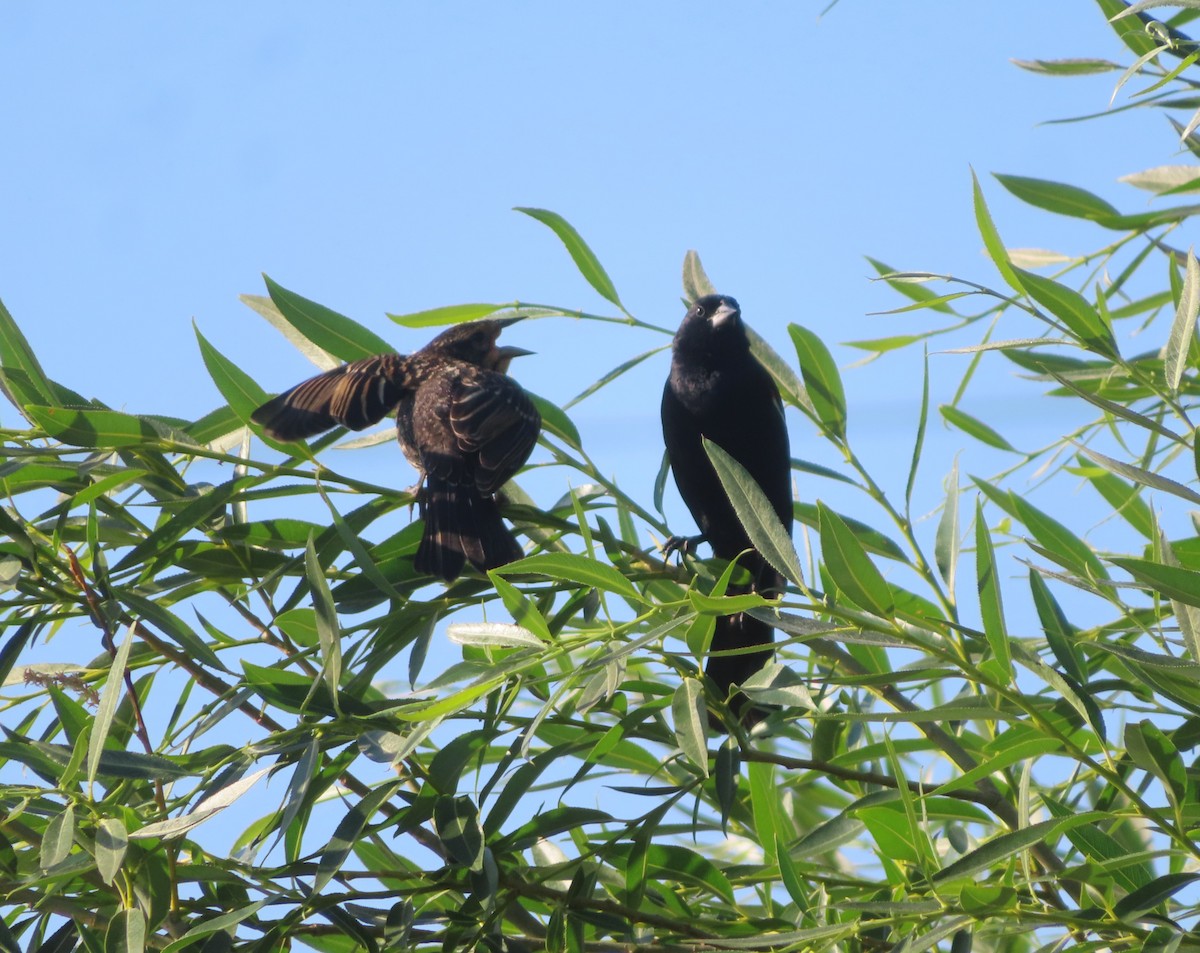 Red-winged Blackbird - ML622058481