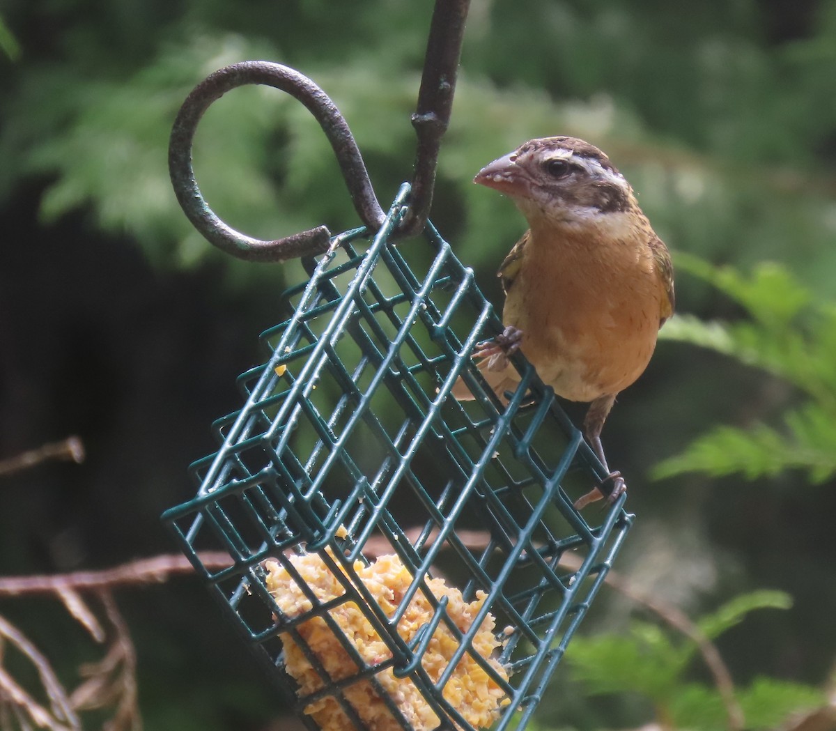 Black-headed Grosbeak - Diane Yorgason-Quinn