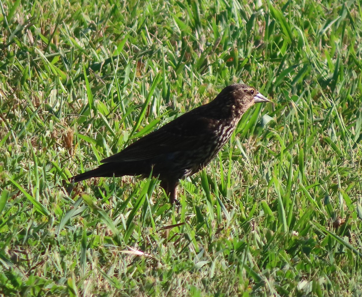 Red-winged Blackbird - ML622058490