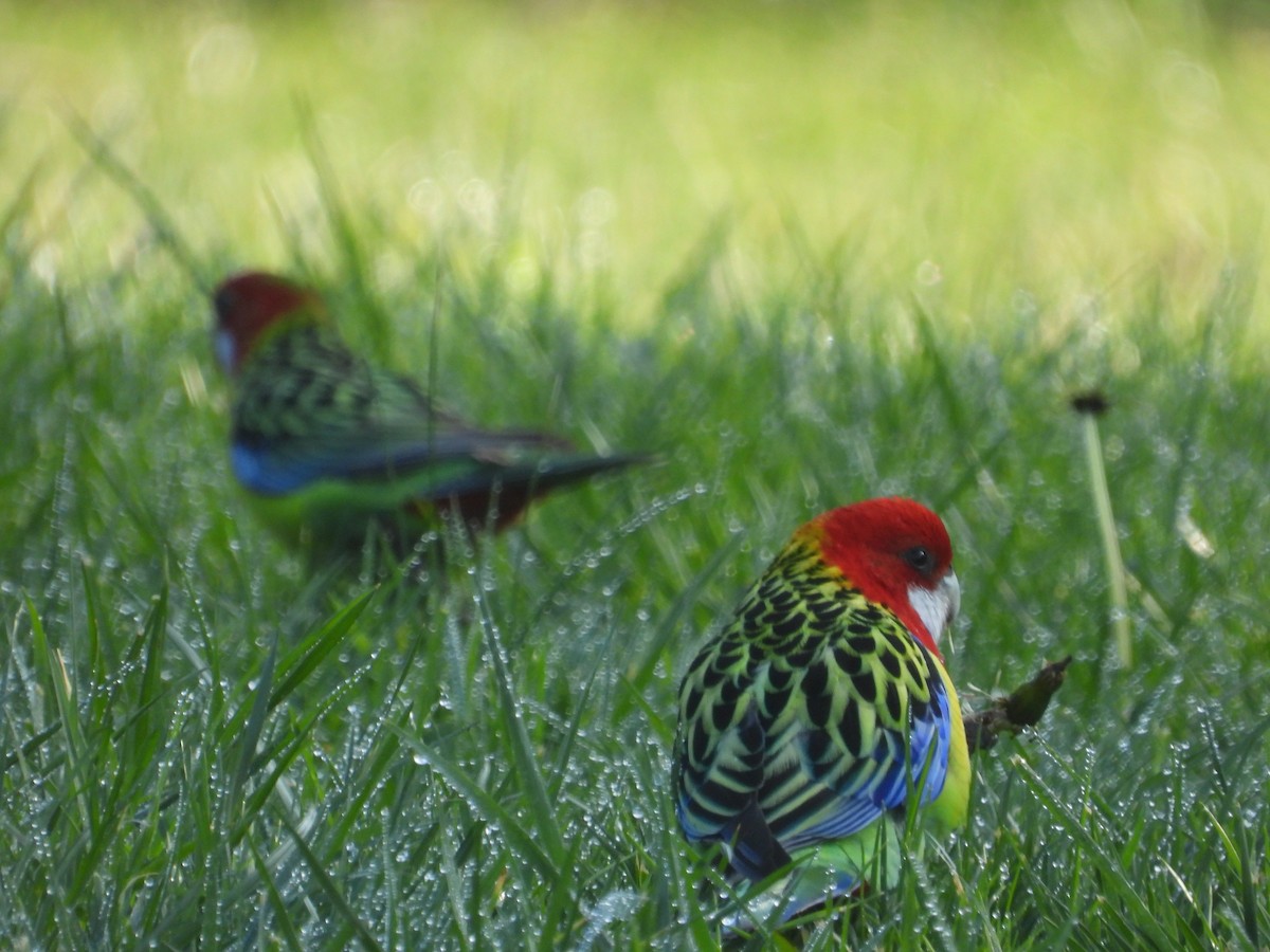 Eastern Rosella - ML622058491