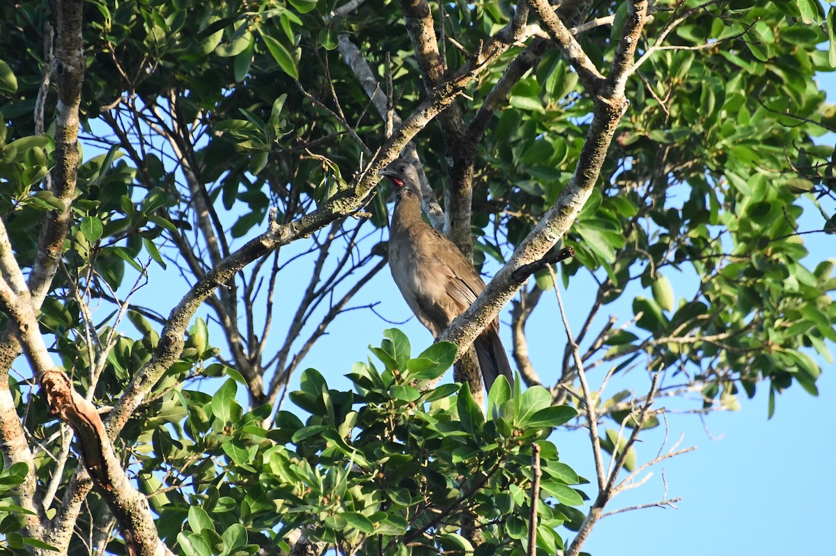 Plain Chachalaca - ML622058497