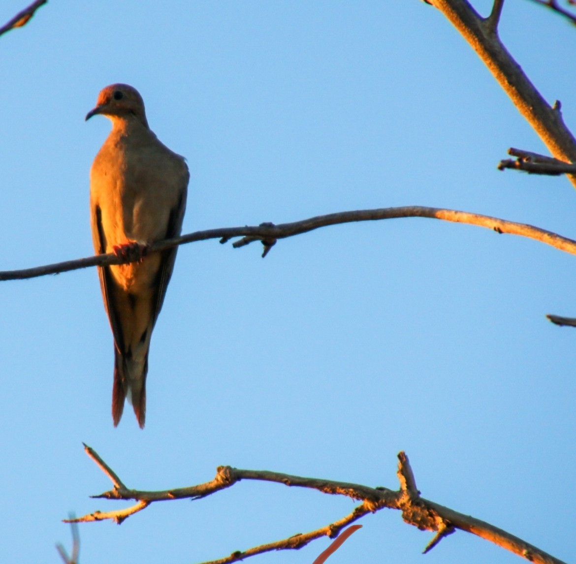 Mourning Dove - ML622058498