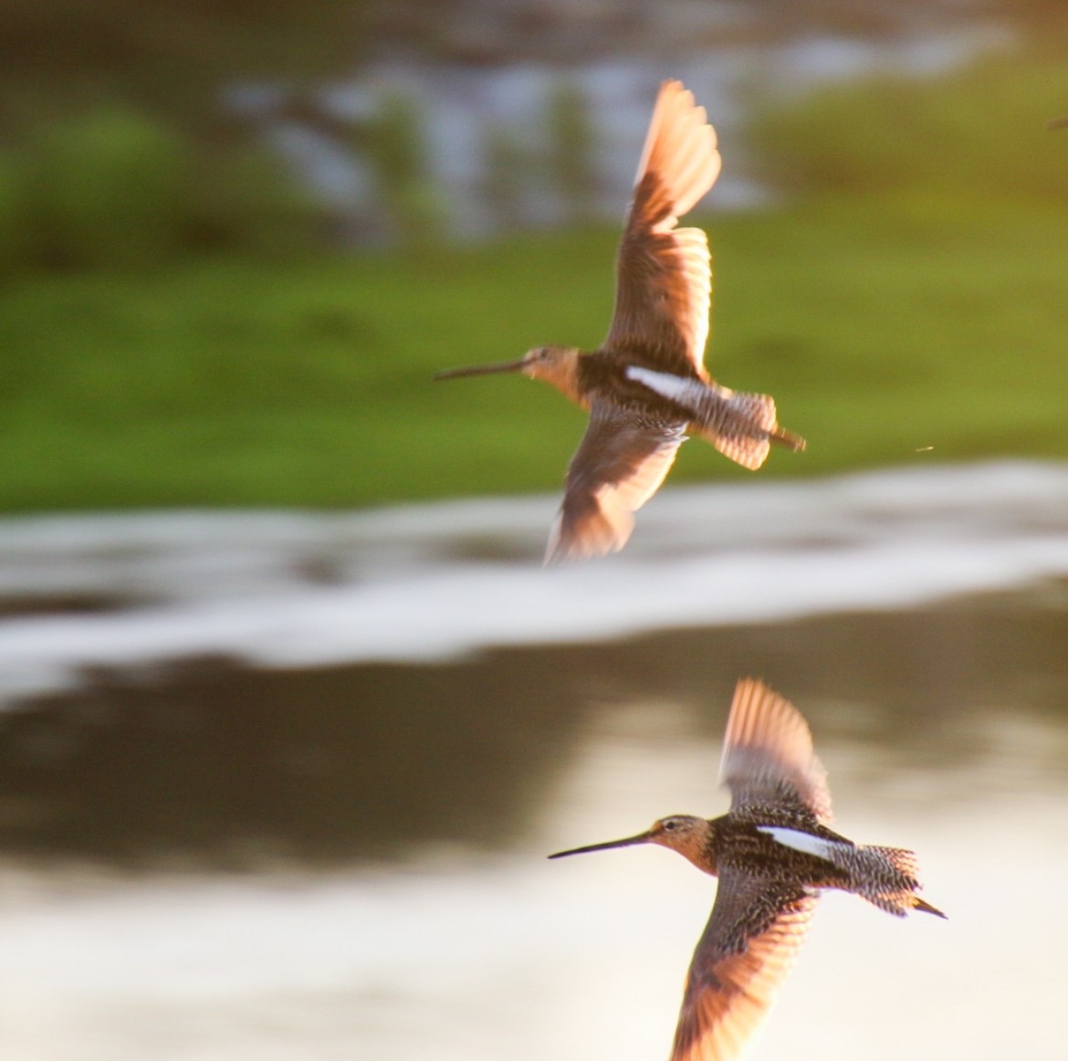 Long-billed Dowitcher - ML622058499