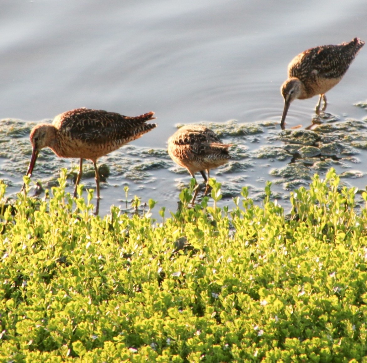 Long-billed Dowitcher - ML622058500