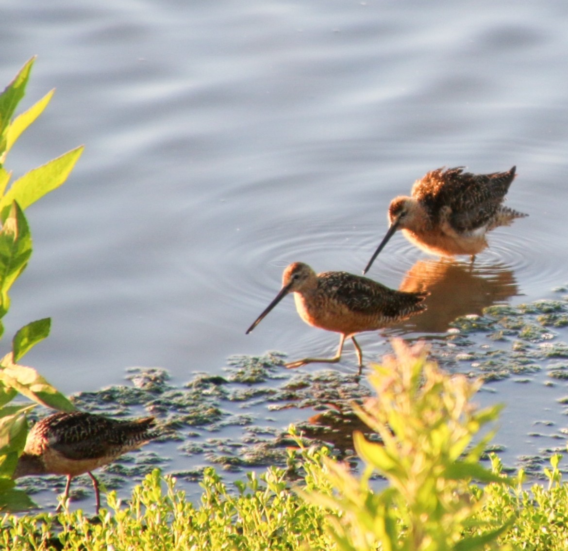 Long-billed Dowitcher - ML622058501