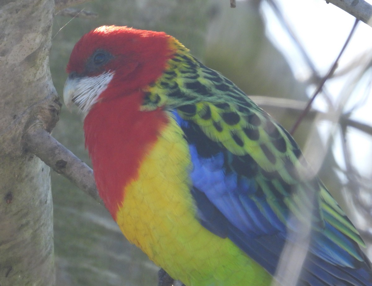 Eastern Rosella - ML622058502