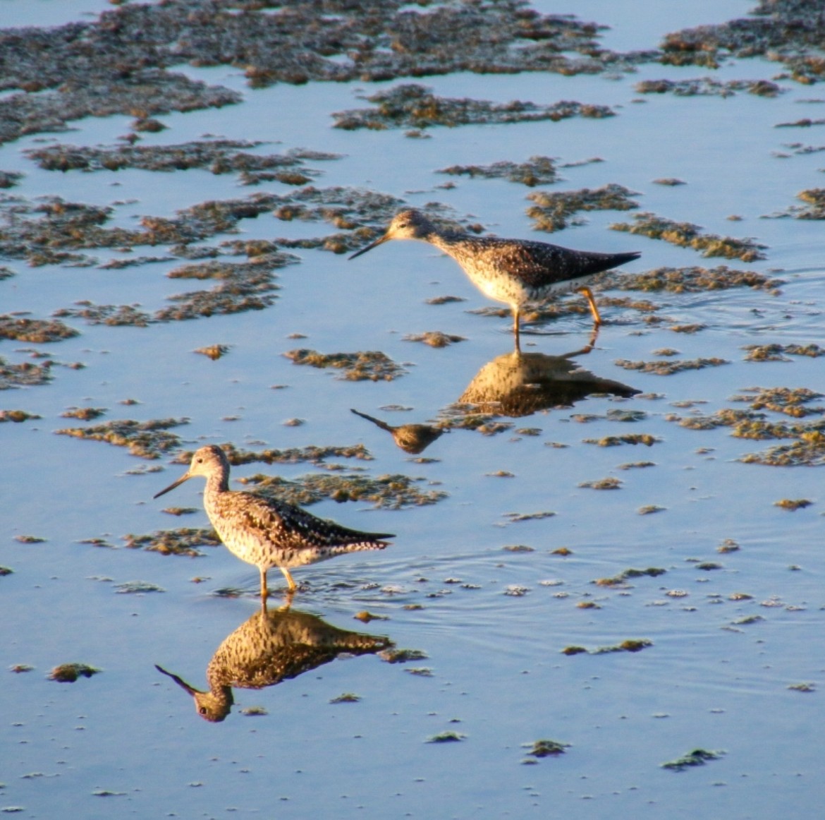 Greater Yellowlegs - ML622058503