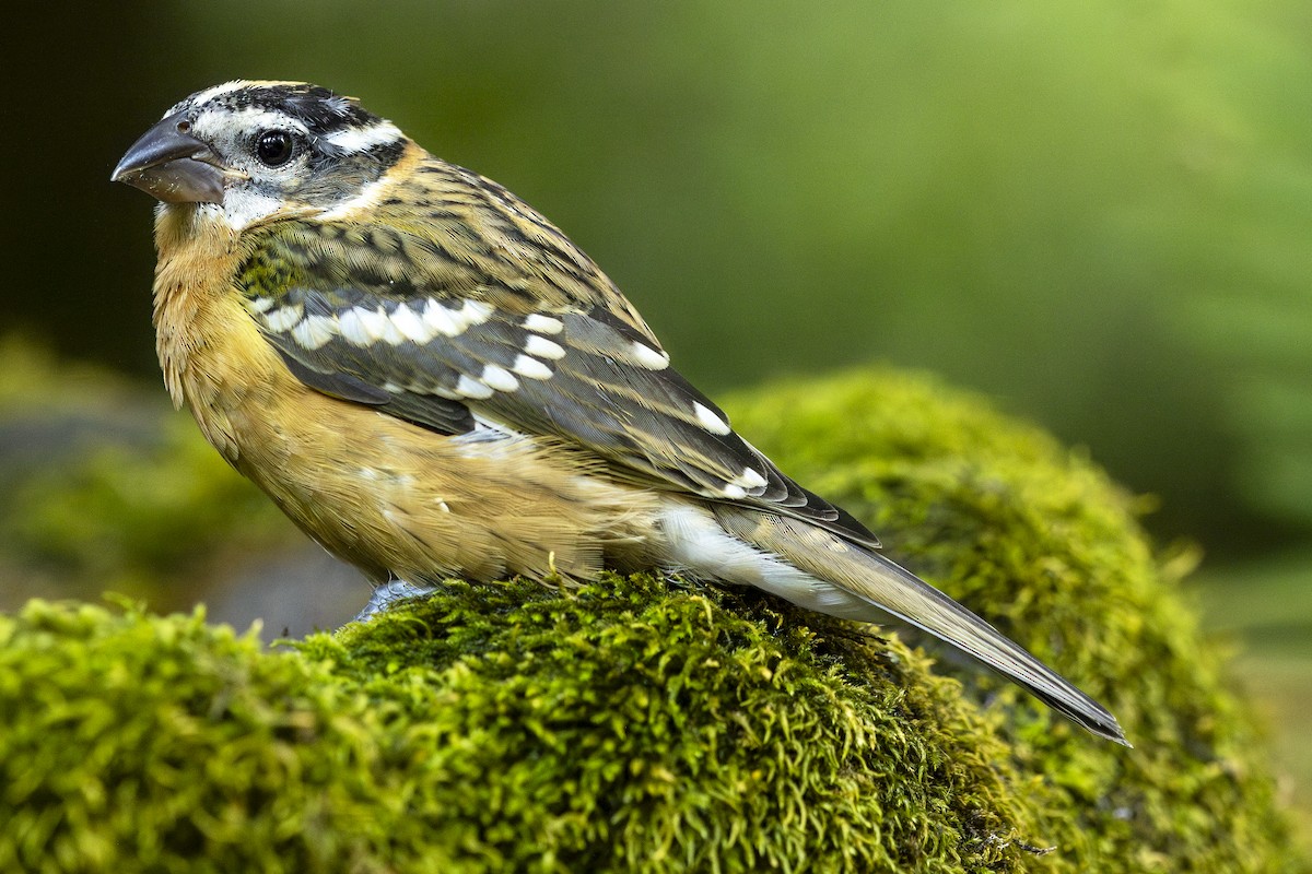 Black-headed Grosbeak - ML622058505