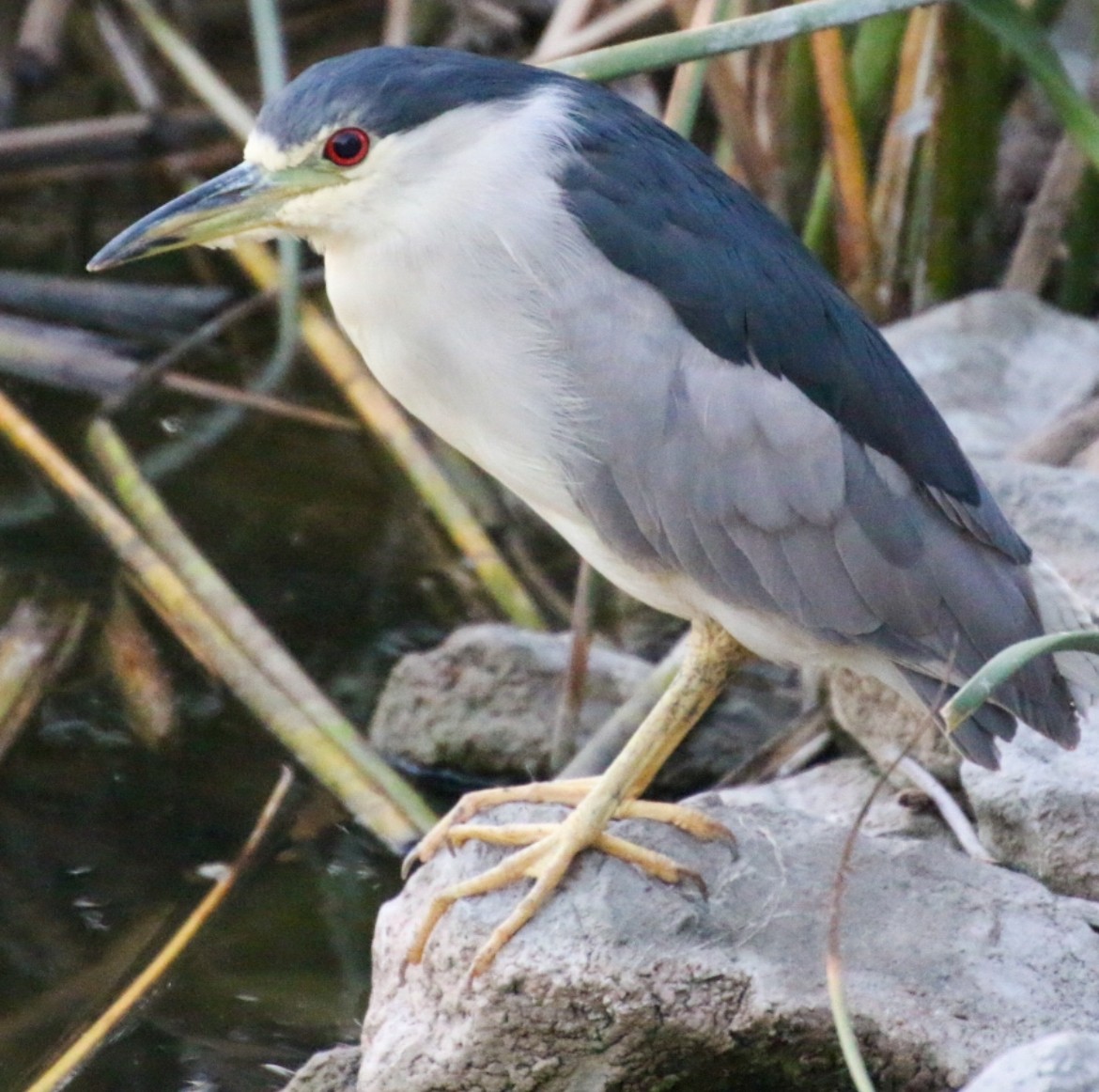 Black-crowned Night Heron - ML622058506