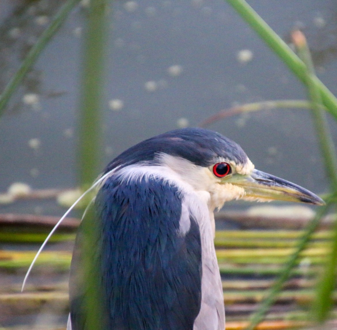 Black-crowned Night Heron - ML622058507