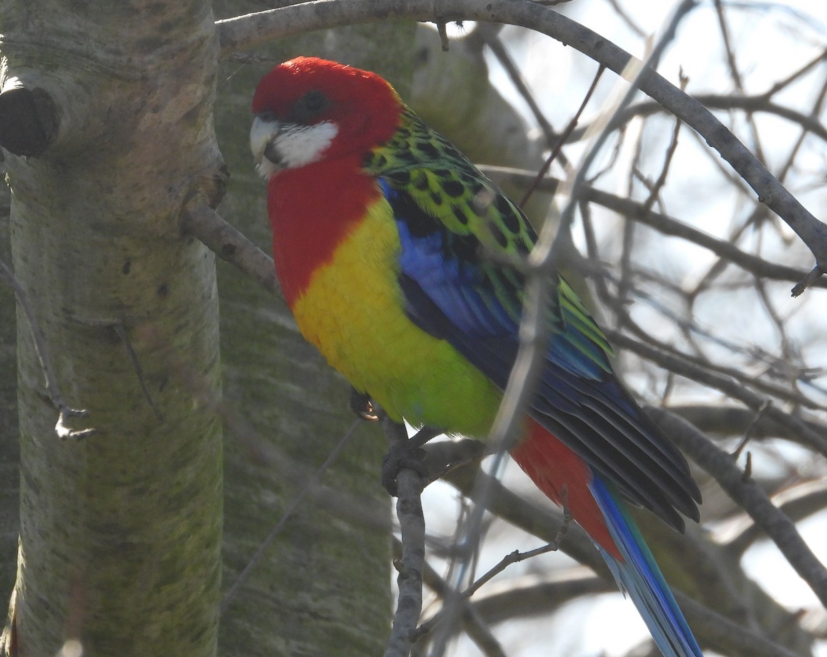 Eastern Rosella - ML622058510