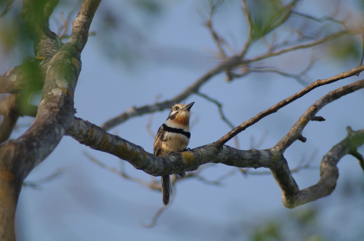 Russet-throated Puffbird - ML622058512