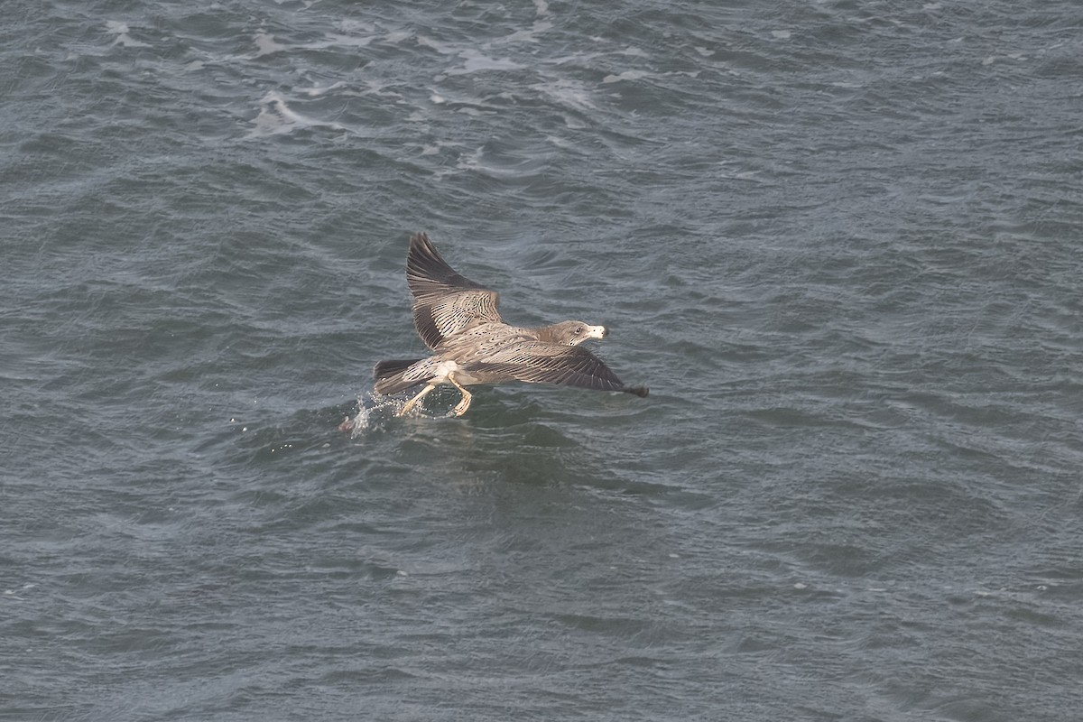 Pacific Gull - ML622058513