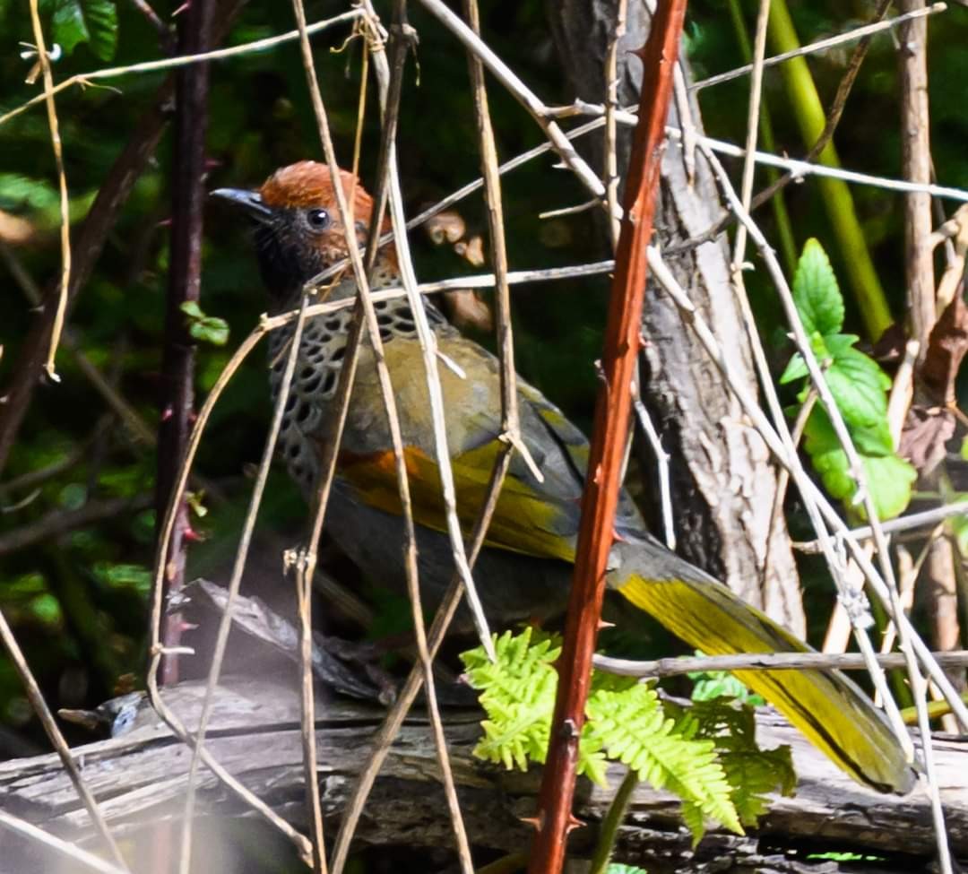 Chestnut-crowned Laughingthrush - ML622058515