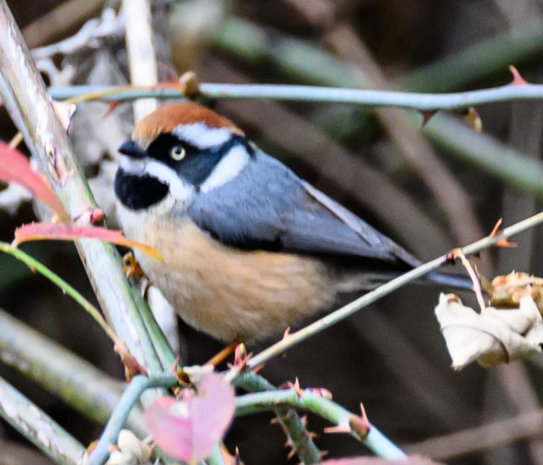 Black-throated Tit - ML622058516