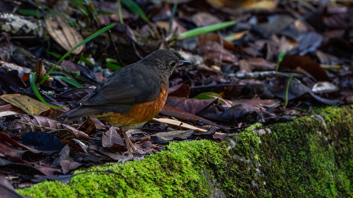 Everett's Thrush - ML622058517