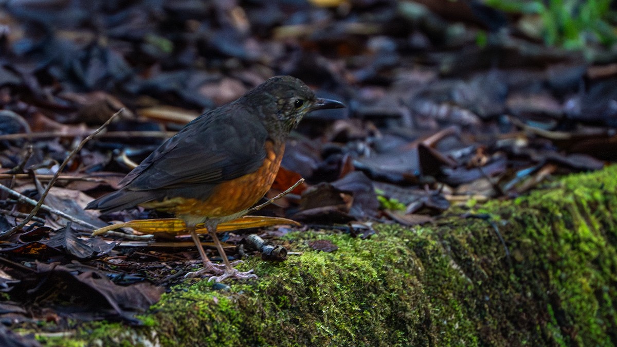 Everett's Thrush - ML622058518