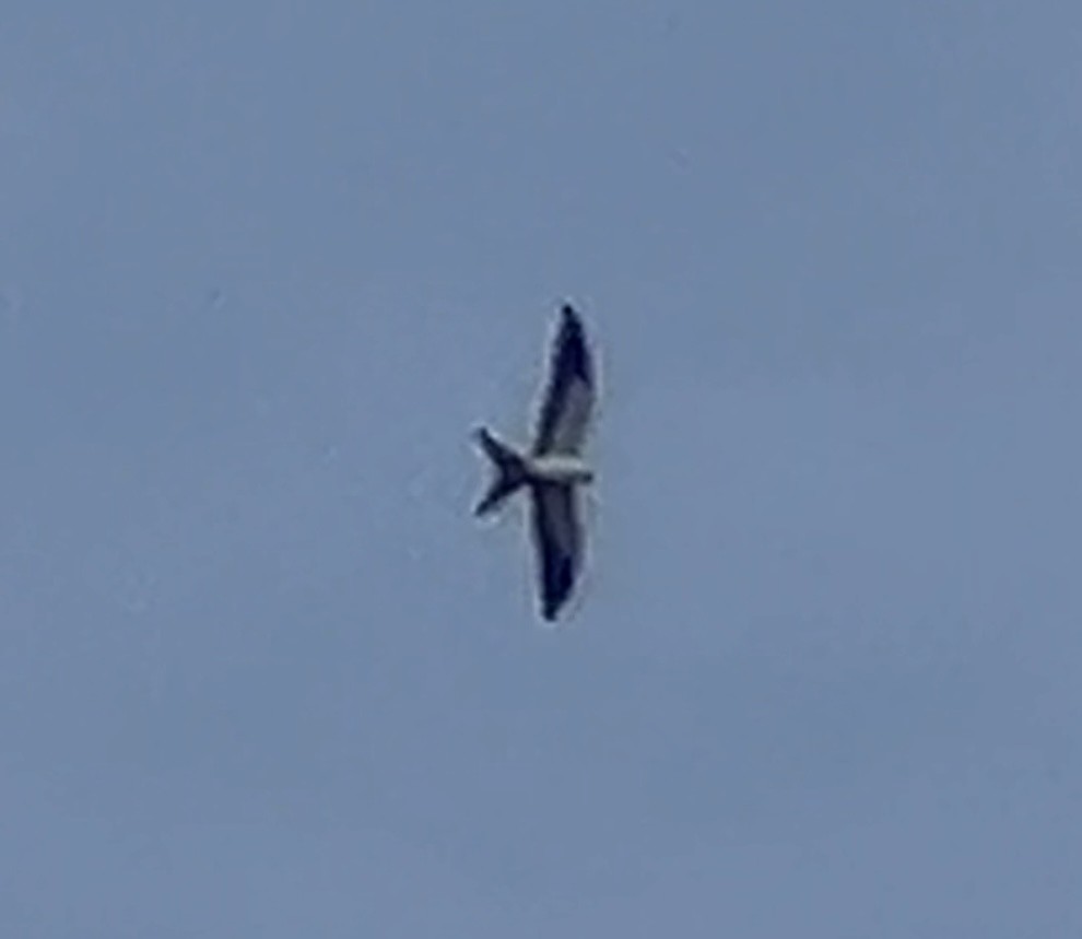 Swallow-tailed Kite - ML622058519